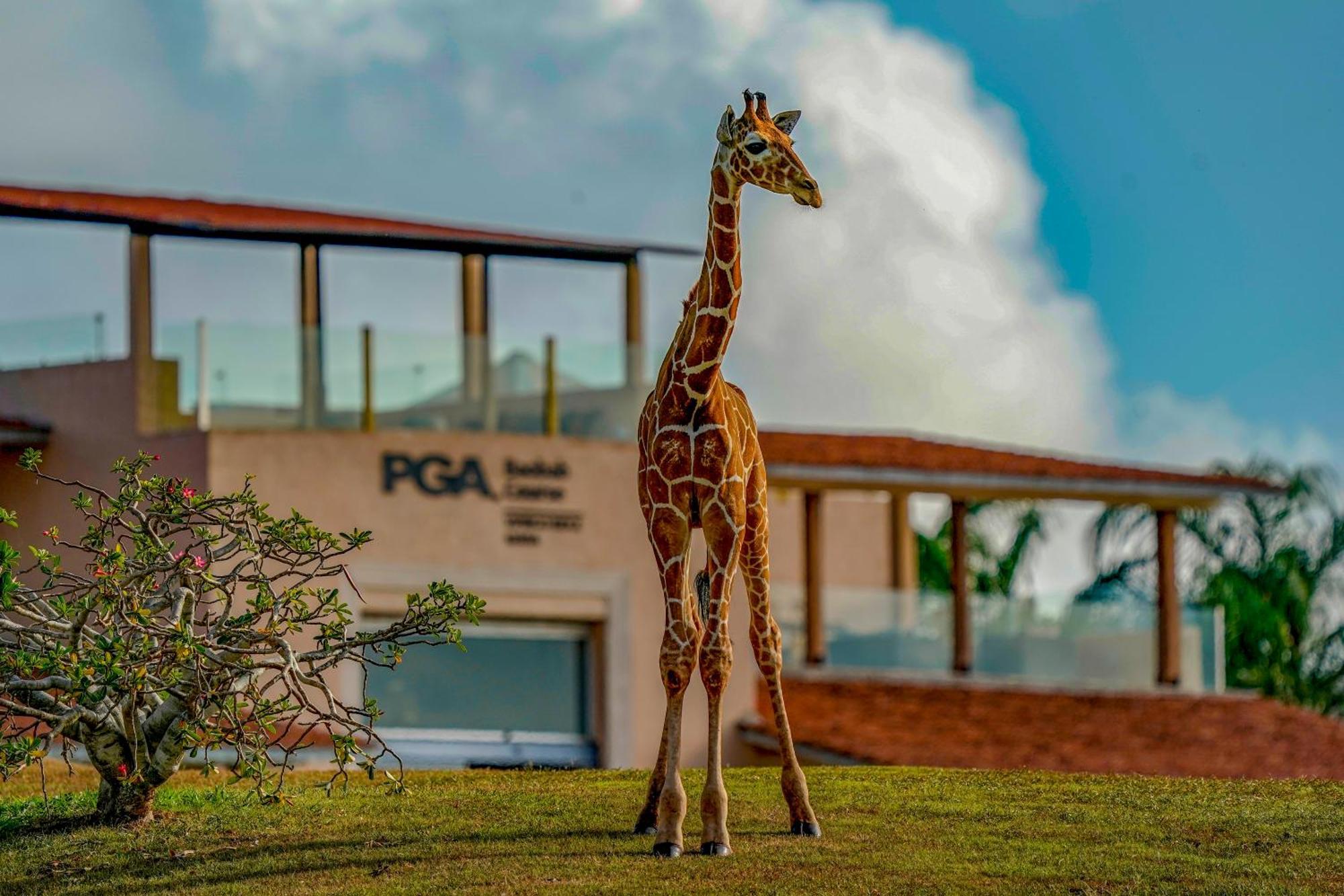 Готель Vipingo Ridge Limited Кіліфі Екстер'єр фото